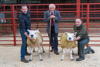 Champion and Reserve Texel